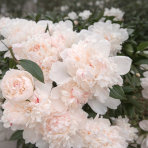 Pivónia bylinná (Paeonia lactiflora) ´SHIRLEY TEMPLE´ - kont. C1L